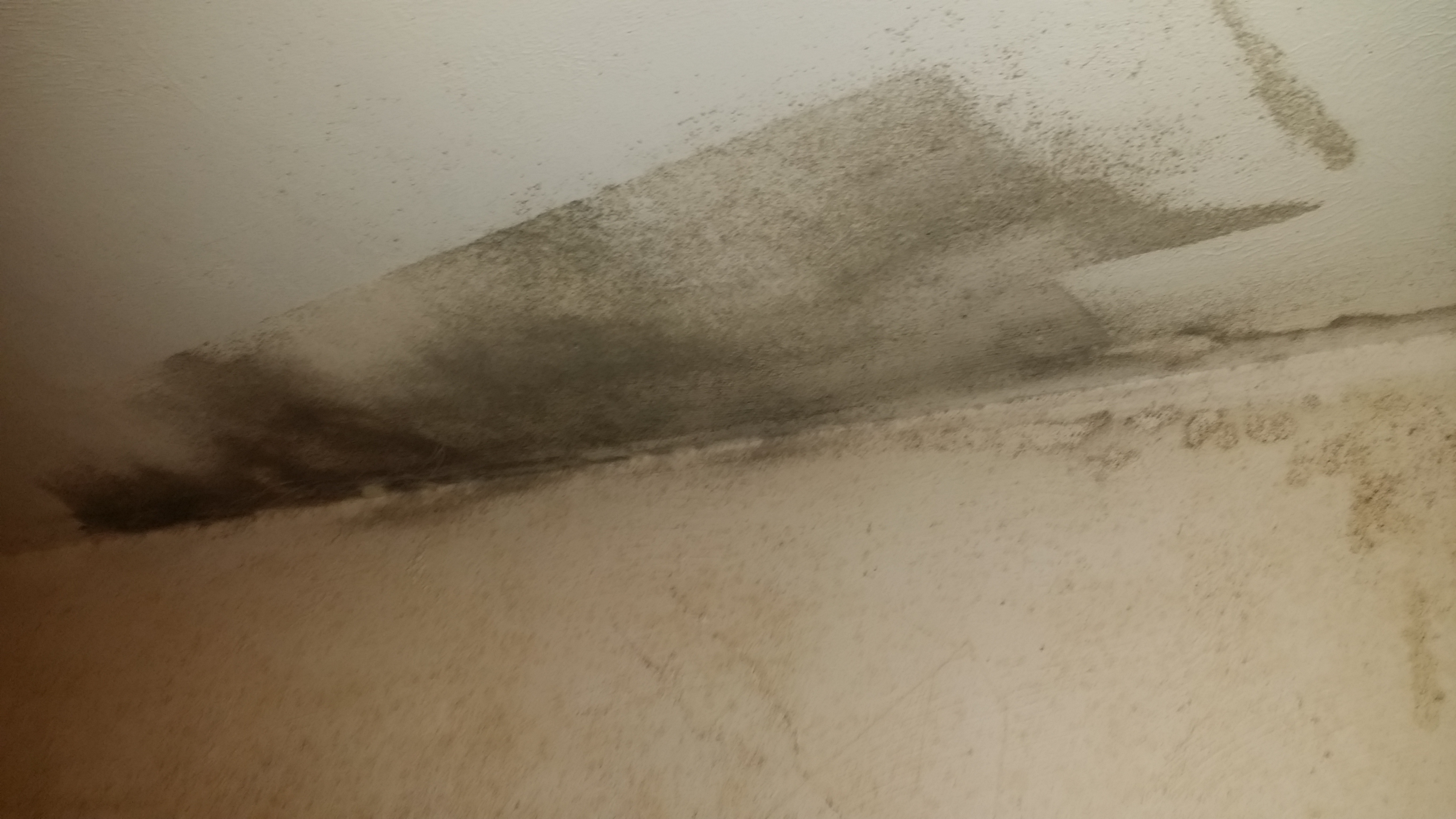 Black Mold Removal Whitfield