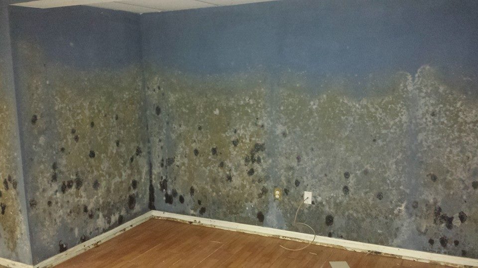 Mold Remediation Tampa