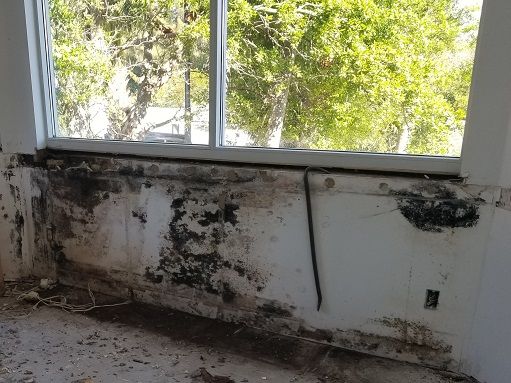 Tampa Bay mold remediation