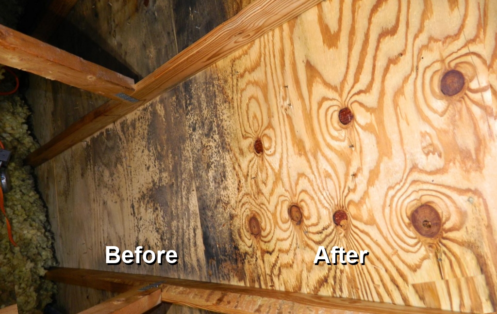 Before and after attic or crawl space mold remediation