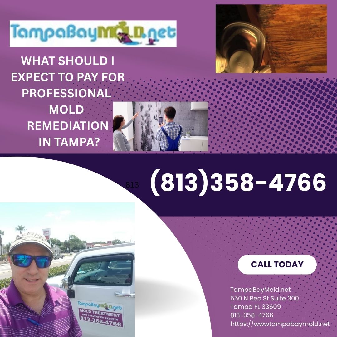 What to expect to pay for mold remediation in Tampa