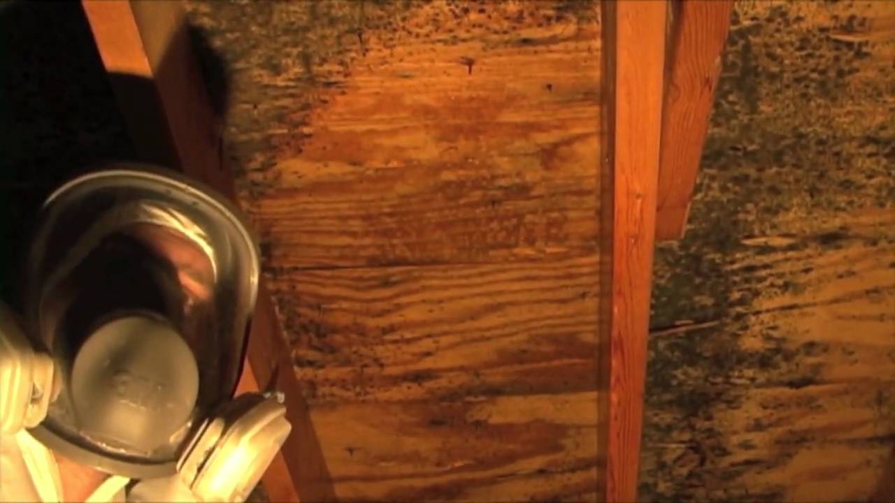 Tampa FL Crawl Space Mold Remediation And Removal