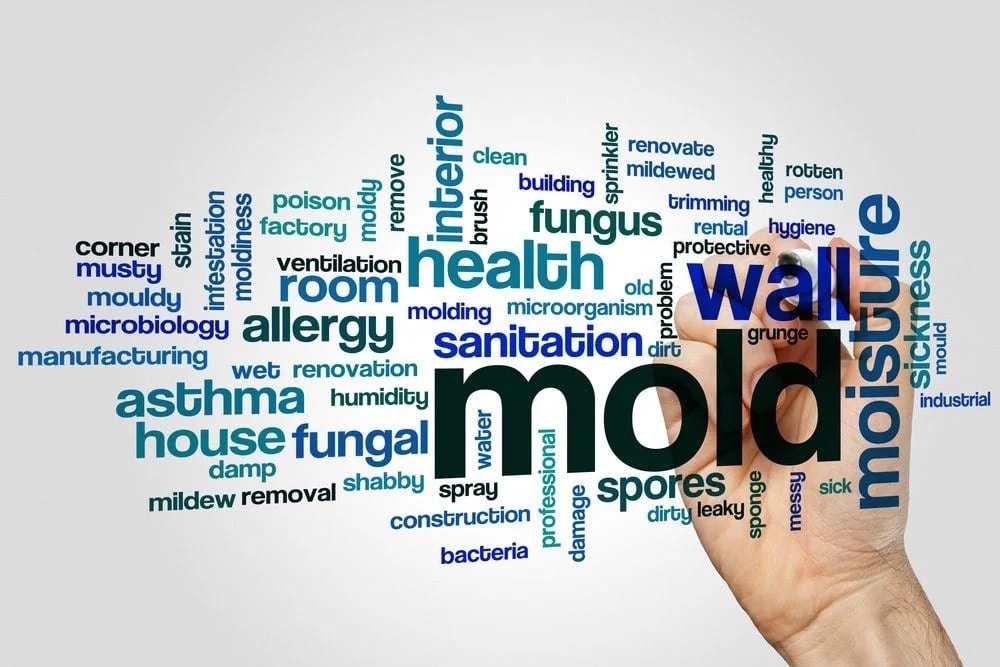 Mold allergy and health concerns in Tampa homes