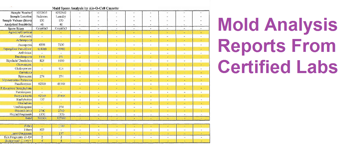 Mold Inspection Report Tampa Bay