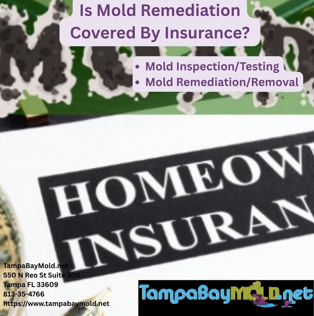 Is Mold Remediation Covered By Insurance?